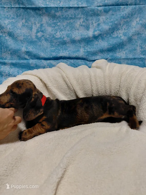 Fred – Miniature Dachshund puppy for sale in Hughes Springs, TX