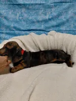 Fred, a male Miniature Dachshund for sale in Hughes Springs, TX – 1 of 6
