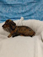Ladybug, a female Miniature Dachshund for sale in Hughes Springs, TX – 5 of 6