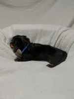 Tommy, a male Miniature Dachshund for sale in Hughes Springs, TX – 3 of 5