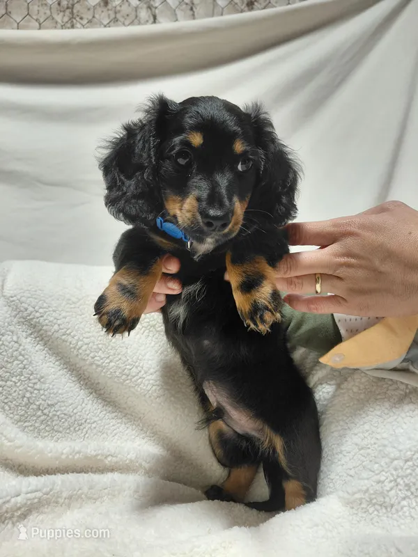 Tommy – Miniature Dachshund puppy for sale in Hughes Springs, TX
