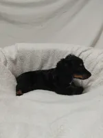 Tommy, a male Miniature Dachshund for sale in Hughes Springs, TX – 5 of 5