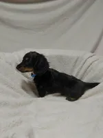 Tommy, a male Miniature Dachshund for sale in Hughes Springs, TX – 2 of 5