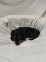 Tommy, a male Miniature Dachshund for sale in Hughes Springs, TX – 4 of 5