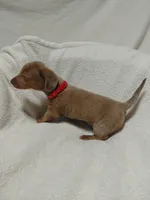 Heather, a female Miniature Dachshund for sale in Hughes Springs, TX – 4 of 4
