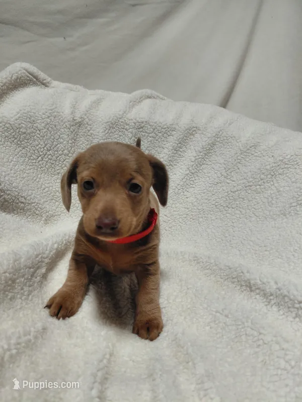 Heather – Miniature Dachshund puppy for sale in Hughes Springs, TX