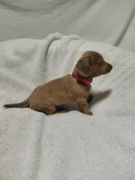 Heather, a female Miniature Dachshund for sale in Hughes Springs, TX – 2 of 4
