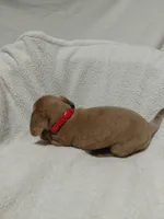 Heather, a female Miniature Dachshund for sale in Hughes Springs, TX – 3 of 4