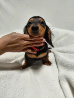 Boy, a male Miniature Dachshund for sale in Hughes Springs, TX – 2 of 4