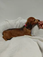 Red, a female Miniature Dachshund for sale in Hughes Springs, TX – 3 of 5