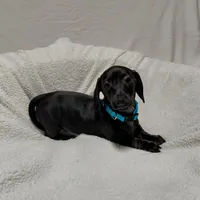 Blacky, a male Miniature Dachshund for sale in Hughes Springs, TX – Photo 4 of 4