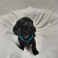 Blacky, a male Miniature Dachshund for sale in Hughes Springs, TX – Photo 1 of 4