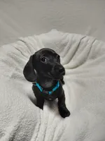 Blacky, a male Miniature Dachshund for sale in Hughes Springs, TX – Photo 1 of 4