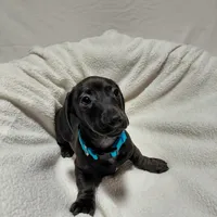 Blacky, a male Miniature Dachshund for sale in Hughes Springs, TX – Photo 3 of 4