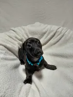 Blacky, a male Miniature Dachshund for sale in Hughes Springs, TX – Photo 3 of 4