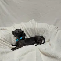 Blacky, a male Miniature Dachshund for sale in Hughes Springs, TX – Photo 2 of 4