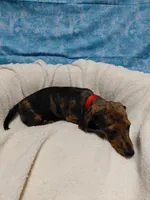 Fred, a male Miniature Dachshund for sale in Hughes Springs, TX – 5 of 6