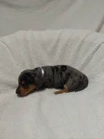 Jasmine , a female Miniature Dachshund for sale in Hughes Springs, TX – 6 of 6