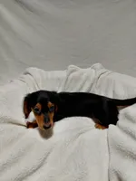 Boy, a male Miniature Dachshund for sale in Hughes Springs, TX – 4 of 4