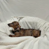 Windle, a male Miniature Dachshund for sale in Hughes Springs, TX – Photo 1 of 6