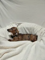 Windle, a male Miniature Dachshund for sale in Hughes Springs, TX – Photo 1 of 6