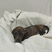 Windle, a male Miniature Dachshund for sale in Hughes Springs, TX – Photo 3 of 6