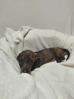 Windle, a male Miniature Dachshund for sale in Hughes Springs, TX – Photo 3 of 6