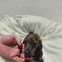 Windle, a male Miniature Dachshund for sale in Hughes Springs, TX – Photo 2 of 6