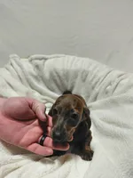 Windle, a male Miniature Dachshund for sale in Hughes Springs, TX – Photo 2 of 6