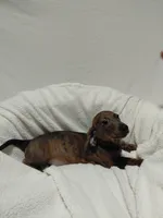 Windle, a male Miniature Dachshund for sale in Hughes Springs, TX – Photo 6 of 6