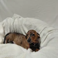 Windle, a male Miniature Dachshund for sale in Hughes Springs, TX – Photo 4 of 6