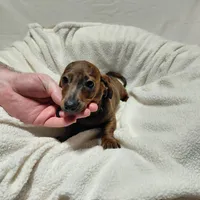 Windle, a male Miniature Dachshund for sale in Hughes Springs, TX – Photo 5 of 6
