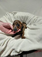 Windle, a male Miniature Dachshund for sale in Hughes Springs, TX – Photo 5 of 6