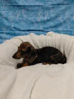 Fred, a male Miniature Dachshund for sale in Hughes Springs, TX – 2 of 6