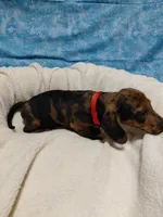 Fred, a male Miniature Dachshund for sale in Hughes Springs, TX – 3 of 6
