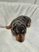 Jasmine , a female Miniature Dachshund for sale in Hughes Springs, TX – 3 of 6