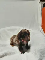 Candy, a female Miniature Dachshund for sale in Hughes Springs, TX – Photo 2 of 5