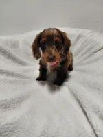 Candy, a female Miniature Dachshund for sale in Hughes Springs, TX – Photo 3 of 5