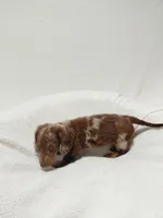 Candy, a female Miniature Dachshund for sale in Hughes Springs, TX – Photo 5 of 5