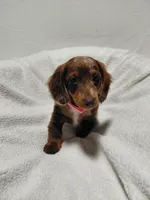 Candy, a female Miniature Dachshund for sale in Hughes Springs, TX – Photo 4 of 5