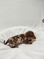 Candy, a female Miniature Dachshund for sale in Hughes Springs, TX – Photo 1 of 5