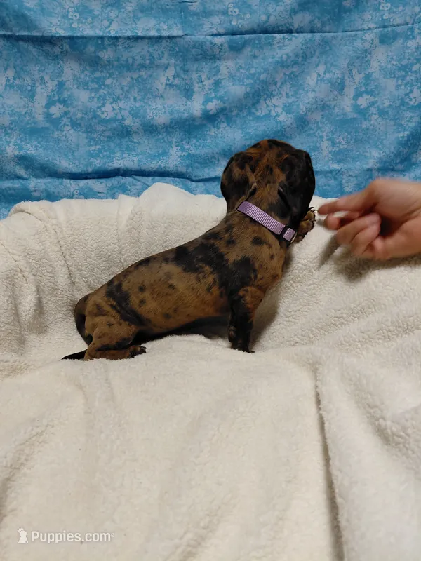 Ladybug – Miniature Dachshund puppy for sale in Hughes Springs, TX
