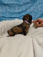 Ladybug, a female Miniature Dachshund for sale in Hughes Springs, TX – 1 of 6