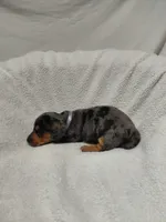 Jasmine , a female Miniature Dachshund for sale in Hughes Springs, TX – 5 of 6
