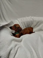 Tina, a female Miniature Dachshund for sale in Hughes Springs, TX – Photo 5 of 5