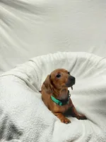 Tina, a female Miniature Dachshund for sale in Hughes Springs, TX – Photo 4 of 5