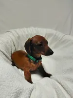 Tina, a female Miniature Dachshund for sale in Hughes Springs, TX – Photo 3 of 5