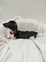 Jasper, a male Miniature Dachshund for sale in Hughes Springs, TX – Photo 1 of 4