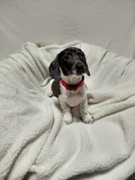 Jasper, a male Miniature Dachshund for sale in Hughes Springs, TX – Photo 2 of 4