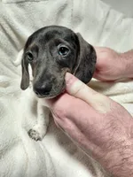 Jasper, a male Miniature Dachshund for sale in Hughes Springs, TX – Photo 4 of 4